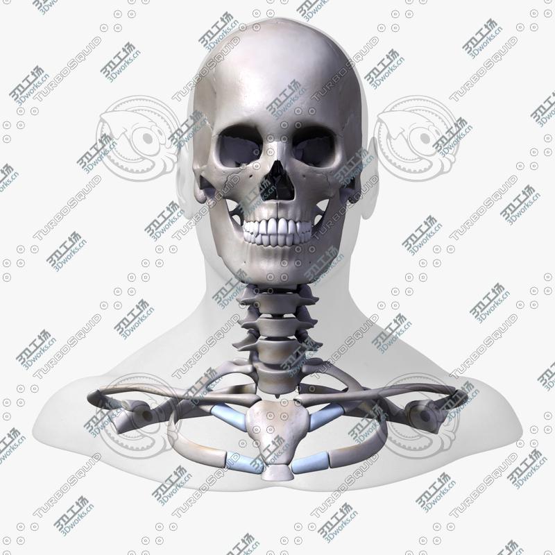 images/goods_img/20210313/Full Male Head Anatomy/3.jpg